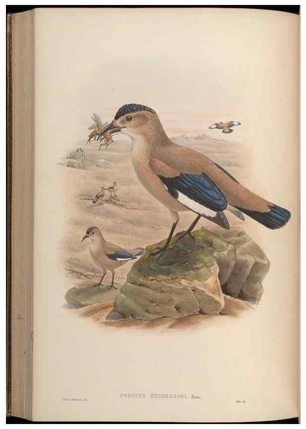 Reproducción/Reproduction 48630019918: Birds of Asia / by John Gould.. London :Printed by Taylor and Francis, pub. by the author,1850-1883.. 