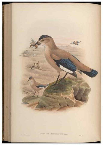 Reproducción/Reproduction 48630019918: Birds of Asia / by John Gould.. London :Printed by Taylor and Francis, pub. by the author,1850-1883.. 