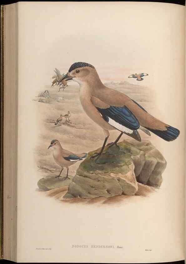Reproducción/Reproduction 48630019918: Birds of Asia / by John Gould.. London :Printed by Taylor and Francis, pub. by the author,1850-1883.. 