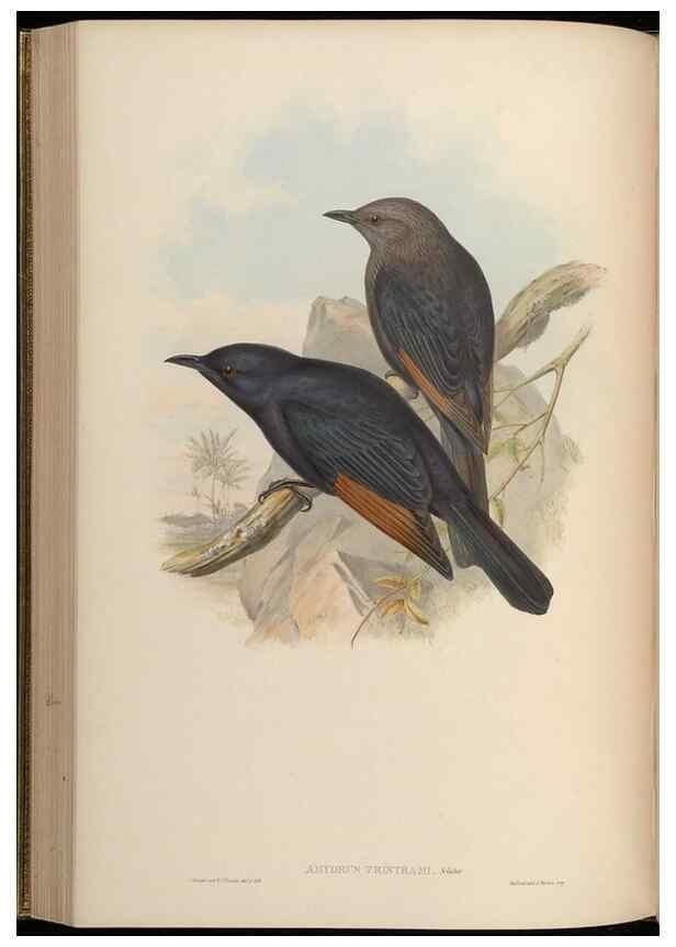 Reproducción/Reproduction 48630013838: Birds of Asia / by John Gould.. London :Printed by Taylor and Francis, pub. by the author,1850-1883.. 