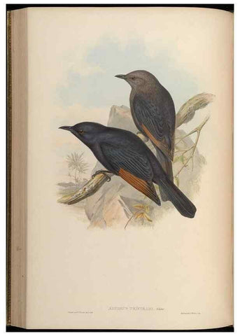 Reproducción/Reproduction 48630013838: Birds of Asia / by John Gould.. London :Printed by Taylor and Francis, pub. by the author,1850-1883.. 