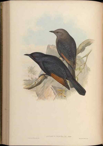 Reproducción/Reproduction 48630013838: Birds of Asia / by John Gould.. London :Printed by Taylor and Francis, pub. by the author,1850-1883.. 