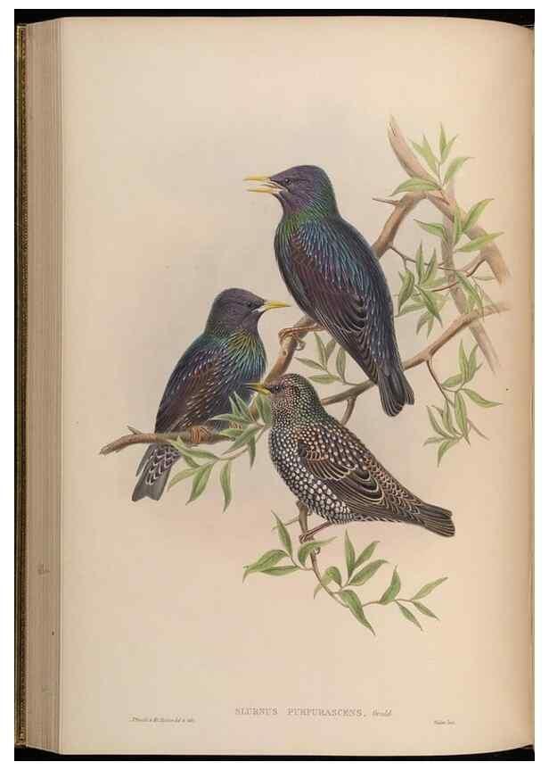 Reproducción/Reproduction 48630518982: Birds of Asia / by John Gould.. London :Printed by Taylor and Francis, pub. by the author,1850-1883.. 