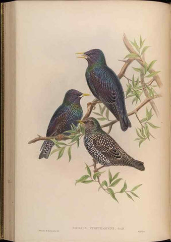 Reproducción/Reproduction 48630518982: Birds of Asia / by John Gould.. London :Printed by Taylor and Francis, pub. by the author,1850-1883.. 