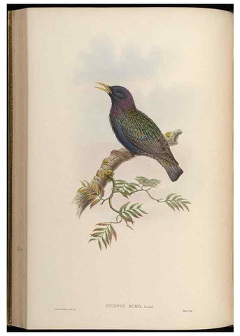 Reproducción/Reproduction 48630518647: Birds of Asia / by John Gould.. London :Printed by Taylor and Francis, pub. by the author,1850-1883.. 