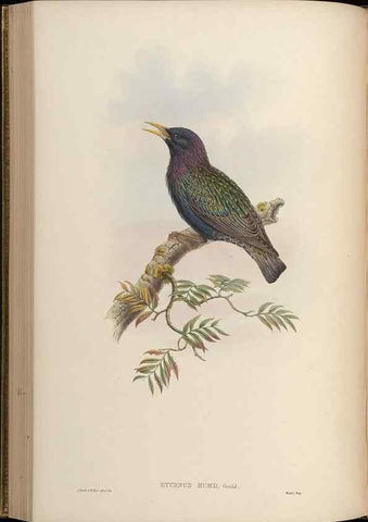 Reproducción/Reproduction 48630518647: Birds of Asia / by John Gould.. London :Printed by Taylor and Francis, pub. by the author,1850-1883.. 