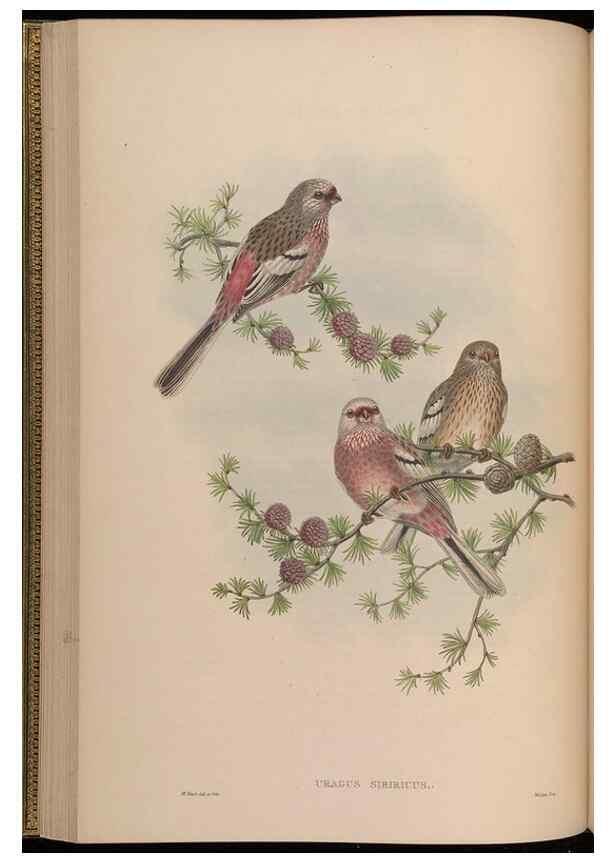 Reproducción/Reproduction 48630006788: Birds of Asia / by John Gould.. London :Printed by Taylor and Francis, pub. by the author,1850-1883.. 