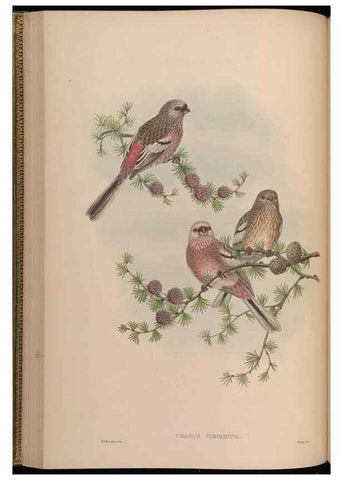 Reproducción/Reproduction 48630006788: Birds of Asia / by John Gould.. London :Printed by Taylor and Francis, pub. by the author,1850-1883.. 