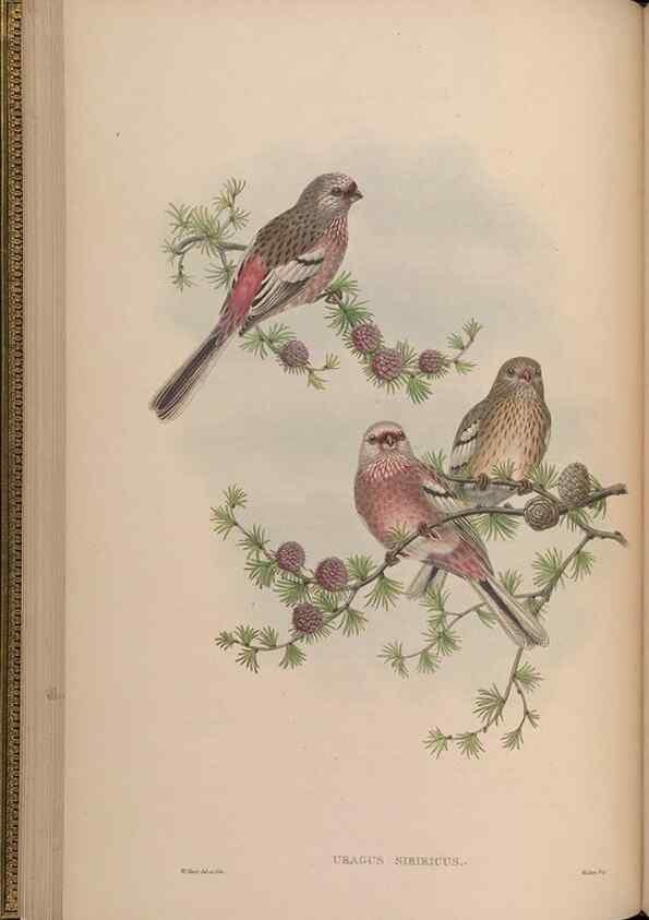 Reproducción/Reproduction 48630006788: Birds of Asia / by John Gould.. London :Printed by Taylor and Francis, pub. by the author,1850-1883.. 