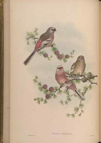 Reproducción/Reproduction 48630006788: Birds of Asia / by John Gould.. London :Printed by Taylor and Francis, pub. by the author,1850-1883.. 