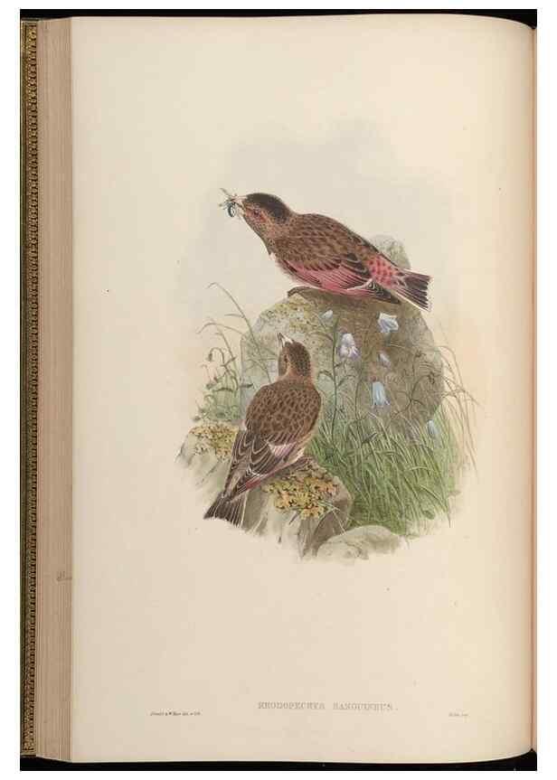Reproducción/Reproduction 48630512602: Birds of Asia / by John Gould.. London :Printed by Taylor and Francis, pub. by the author,1850-1883.. 