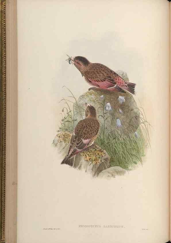 Reproducción/Reproduction 48630512602: Birds of Asia / by John Gould.. London :Printed by Taylor and Francis, pub. by the author,1850-1883.. 