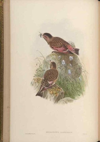 Reproducción/Reproduction 48630512602: Birds of Asia / by John Gould.. London :Printed by Taylor and Francis, pub. by the author,1850-1883.. 