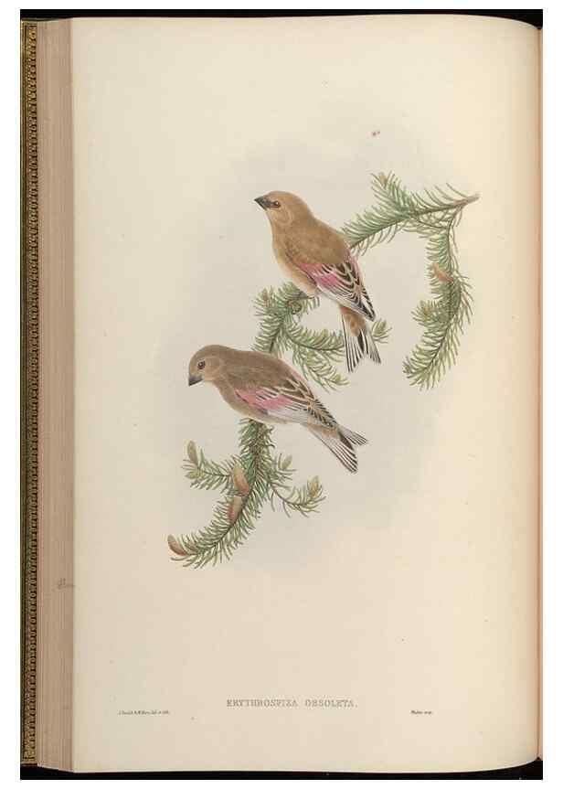 Reproducción/Reproduction 48630007388: Birds of Asia / by John Gould.. London :Printed by Taylor and Francis, pub. by the author,1850-1883.. 
