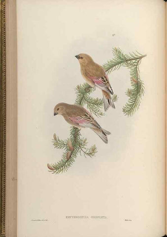 Reproducción/Reproduction 48630007388: Birds of Asia / by John Gould.. London :Printed by Taylor and Francis, pub. by the author,1850-1883.. 