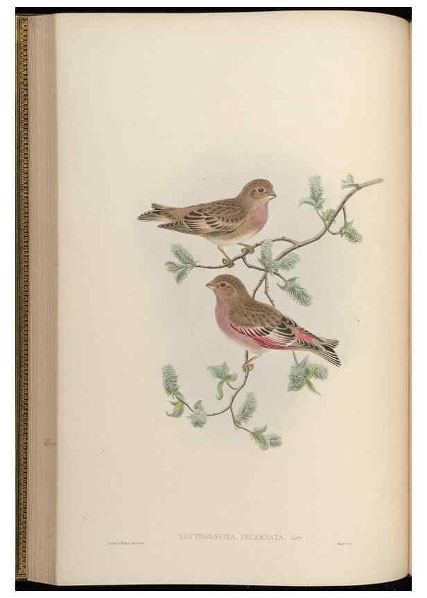 Reproducción/Reproduction 48630361246: Birds of Asia / by John Gould.. London :Printed by Taylor and Francis, pub. by the author,1850-1883.. 
