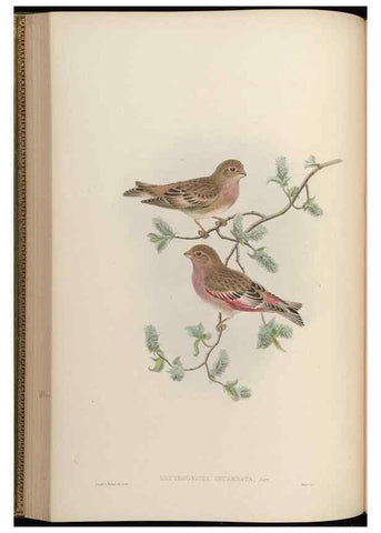 Reproducción/Reproduction 48630361246: Birds of Asia / by John Gould.. London :Printed by Taylor and Francis, pub. by the author,1850-1883.. 