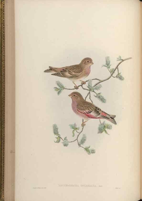 Reproducción/Reproduction 48630361246: Birds of Asia / by John Gould.. London :Printed by Taylor and Francis, pub. by the author,1850-1883.. 