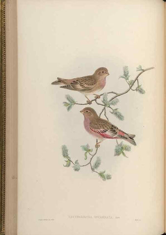 Reproducción/Reproduction 48630361246: Birds of Asia / by John Gould.. London :Printed by Taylor and Francis, pub. by the author,1850-1883.. 