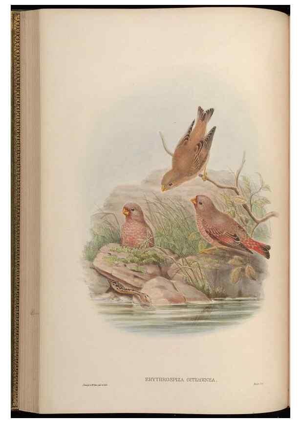 Reproducción/Reproduction 48630513472: Birds of Asia / by John Gould.. London :Printed by Taylor and Francis, pub. by the author,1850-1883.. 