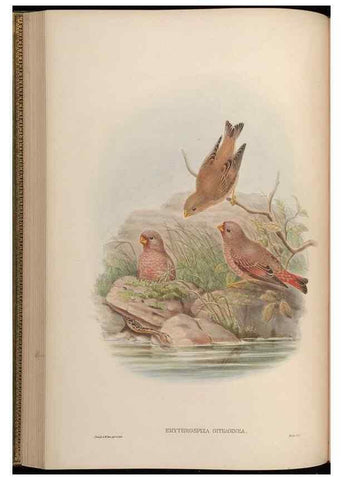 Reproducción/Reproduction 48630513472: Birds of Asia / by John Gould.. London :Printed by Taylor and Francis, pub. by the author,1850-1883.. 