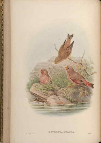 Reproducción/Reproduction 48630513472: Birds of Asia / by John Gould.. London :Printed by Taylor and Francis, pub. by the author,1850-1883.. 