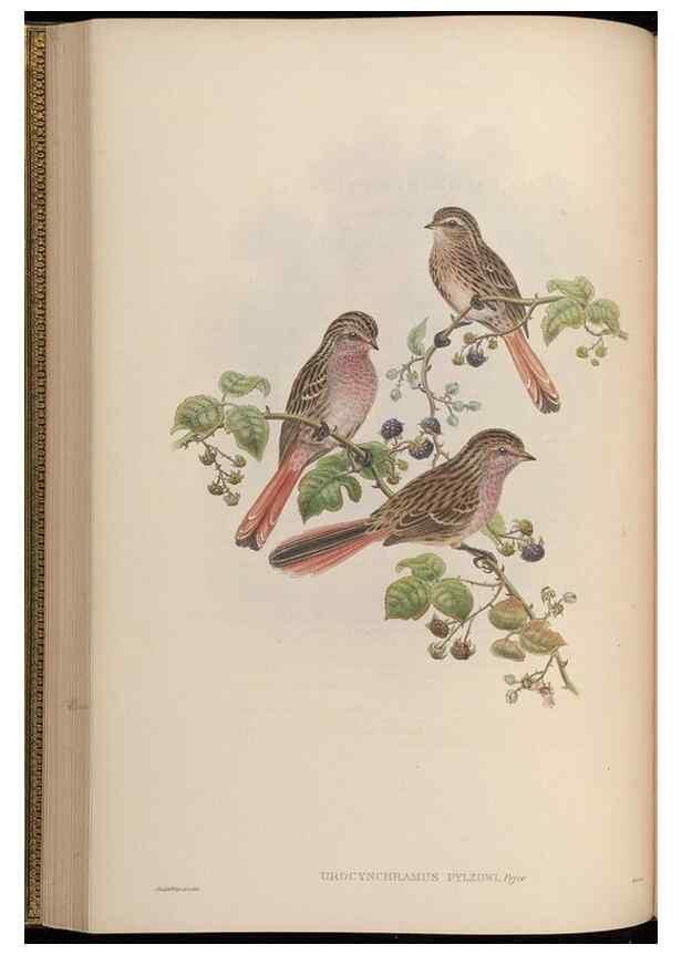 Reproducción/Reproduction 48630513707: Birds of Asia / by John Gould.. London :Printed by Taylor and Francis, pub. by the author,1850-1883.. 