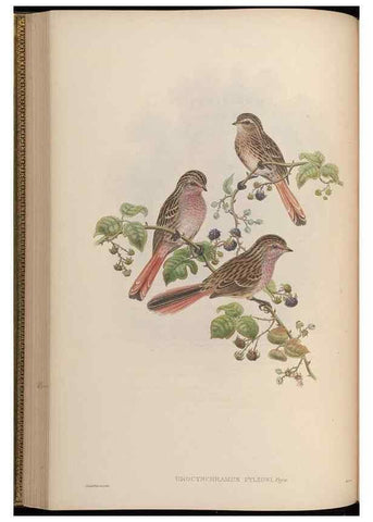 Reproducción/Reproduction 48630513707: Birds of Asia / by John Gould.. London :Printed by Taylor and Francis, pub. by the author,1850-1883.. 