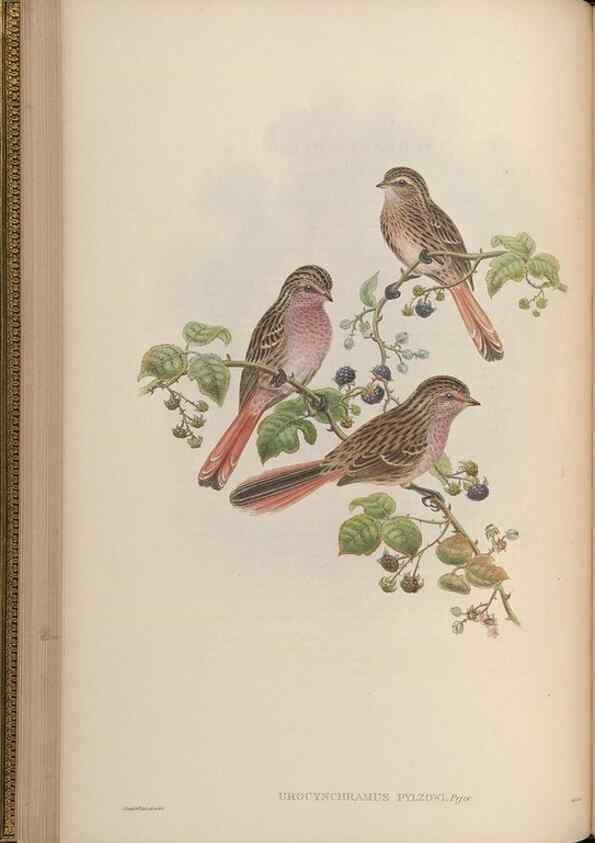 Reproducción/Reproduction 48630513707: Birds of Asia / by John Gould.. London :Printed by Taylor and Francis, pub. by the author,1850-1883.. 
