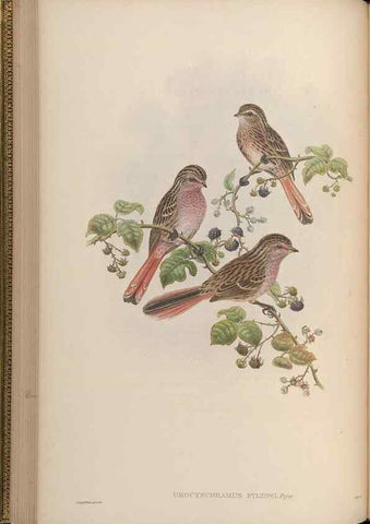 Reproducción/Reproduction 48630513707: Birds of Asia / by John Gould.. London :Printed by Taylor and Francis, pub. by the author,1850-1883.. 