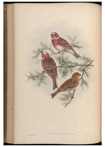 Reproducción/Reproduction 48630009028: Birds of Asia / by John Gould.. London :Printed by Taylor and Francis, pub. by the author,1850-1883.. 