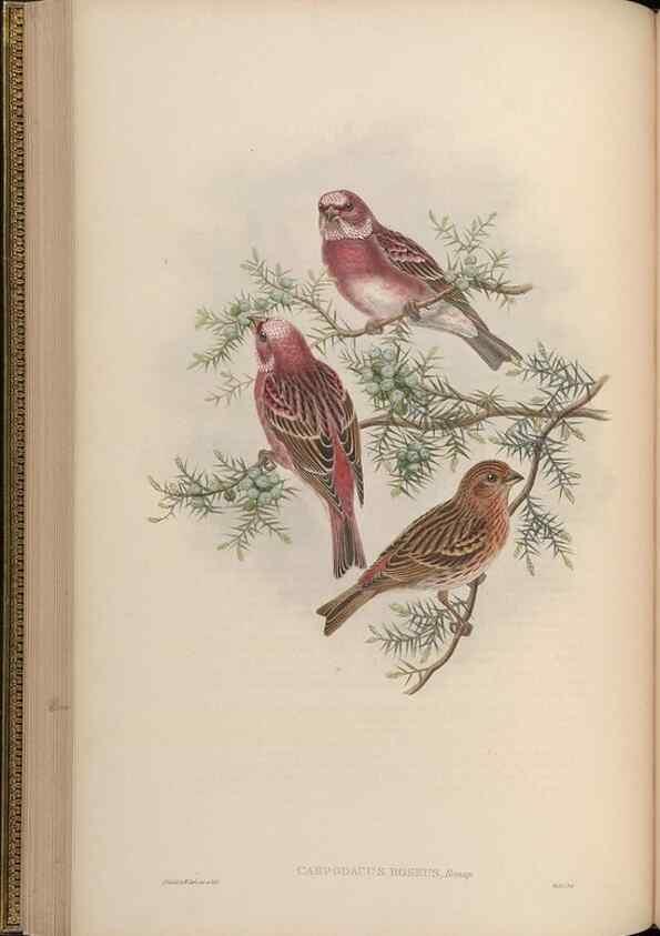 Reproducción/Reproduction 48630009028: Birds of Asia / by John Gould.. London :Printed by Taylor and Francis, pub. by the author,1850-1883.. 