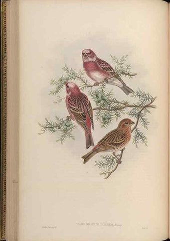 Reproducción/Reproduction 48630009028: Birds of Asia / by John Gould.. London :Printed by Taylor and Francis, pub. by the author,1850-1883.. 