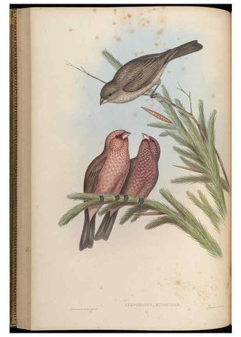 Reproducción/Reproduction 48630006013: Birds of Asia / by John Gould.. London :Printed by Taylor and Francis, pub. by the author,1850-1883.. 