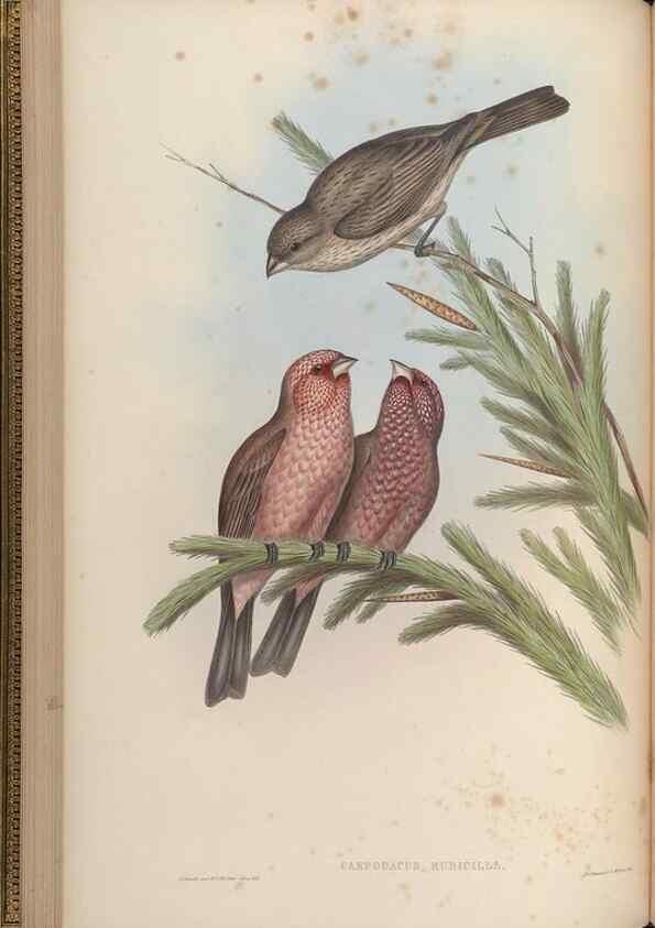 Reproducción/Reproduction 48630006013: Birds of Asia / by John Gould.. London :Printed by Taylor and Francis, pub. by the author,1850-1883.. 