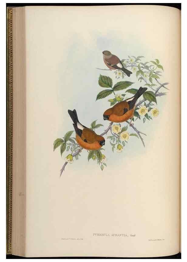 Reproducción/Reproduction 48630009773: Birds of Asia / by John Gould.. London :Printed by Taylor and Francis, pub. by the author,1850-1883.. 
