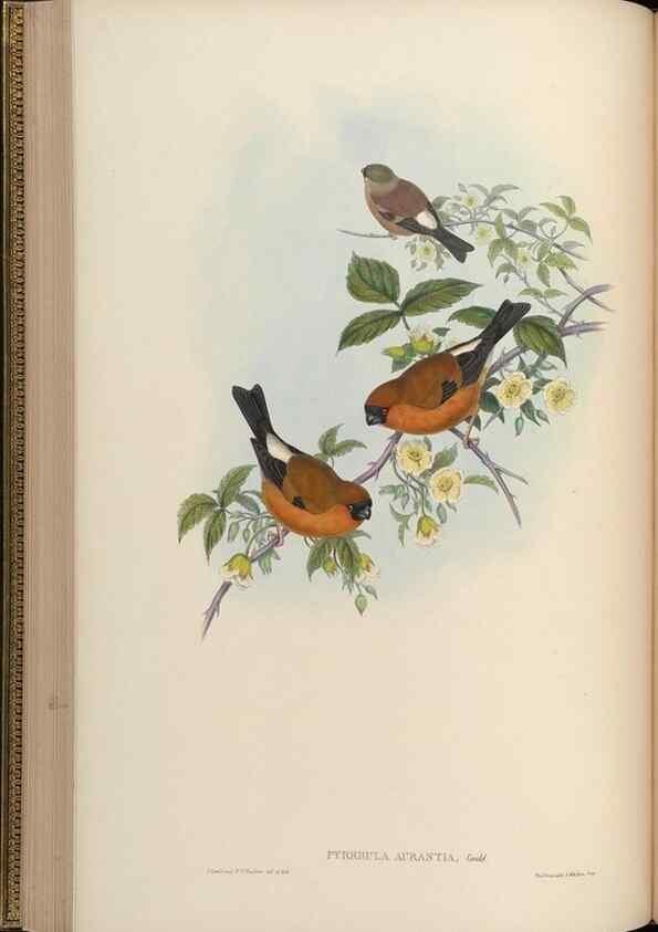 Reproducción/Reproduction 48630009773: Birds of Asia / by John Gould.. London :Printed by Taylor and Francis, pub. by the author,1850-1883.. 