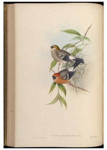 Reproducción/Reproduction 48630516007: Birds of Asia / by John Gould.. London :Printed by Taylor and Francis, pub. by the author,1850-1883.. 