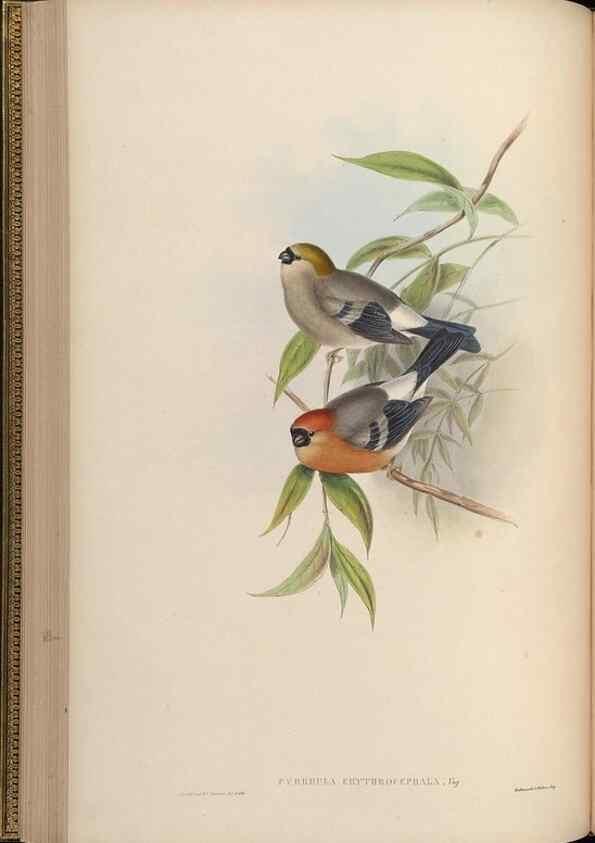 Reproducción/Reproduction 48630516007: Birds of Asia / by John Gould.. London :Printed by Taylor and Francis, pub. by the author,1850-1883.. 
