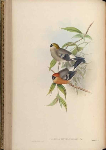 Reproducción/Reproduction 48630516007: Birds of Asia / by John Gould.. London :Printed by Taylor and Francis, pub. by the author,1850-1883.. 