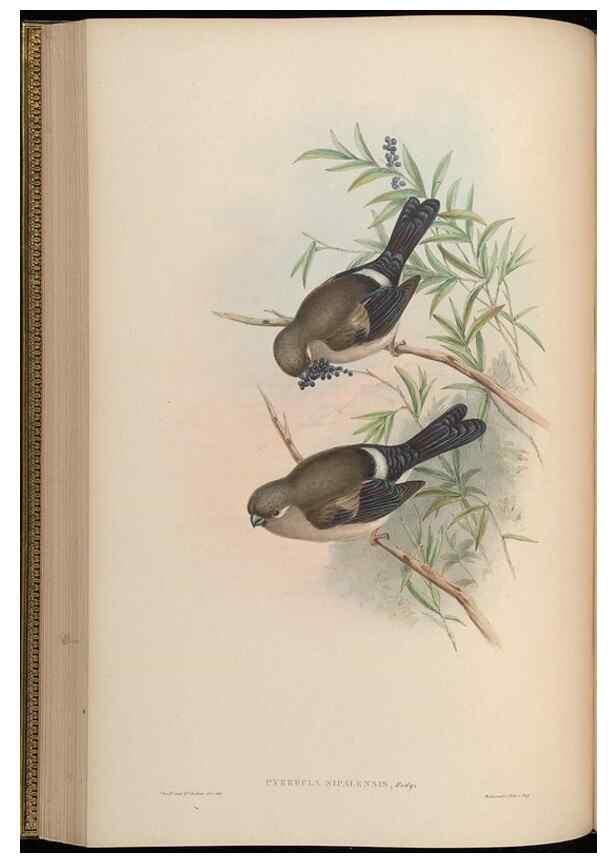 Reproducción/Reproduction 48630011103: Birds of Asia / by John Gould.. London :Printed by Taylor and Francis, pub. by the author,1850-1883.. 