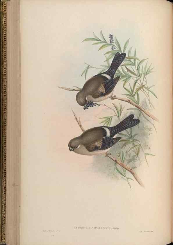 Reproducción/Reproduction 48630011103: Birds of Asia / by John Gould.. London :Printed by Taylor and Francis, pub. by the author,1850-1883.. 