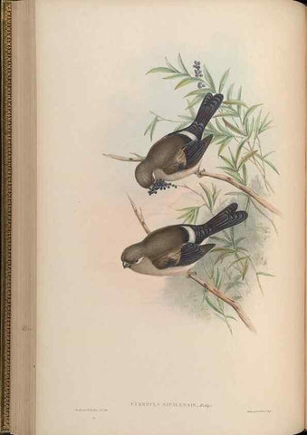 Reproducción/Reproduction 48630011103: Birds of Asia / by John Gould.. London :Printed by Taylor and Francis, pub. by the author,1850-1883.. 