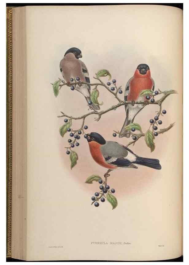 Reproducción/Reproduction 48630365166: Birds of Asia / by John Gould.. London :Printed by Taylor and Francis, pub. by the author,1850-1883.. 