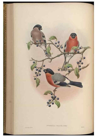 Reproducción/Reproduction 48630365166: Birds of Asia / by John Gould.. London :Printed by Taylor and Francis, pub. by the author,1850-1883.. 