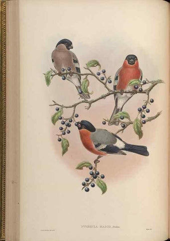 Reproducción/Reproduction 48630365166: Birds of Asia / by John Gould.. London :Printed by Taylor and Francis, pub. by the author,1850-1883.. 