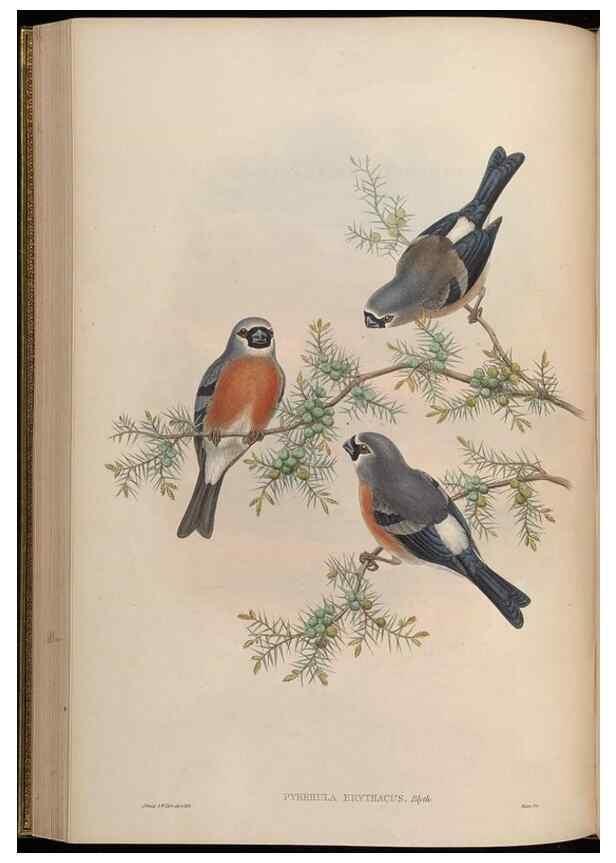 Reproducción/Reproduction 48630365411: Birds of Asia / by John Gould.. London :Printed by Taylor and Francis, pub. by the author,1850-1883.. 