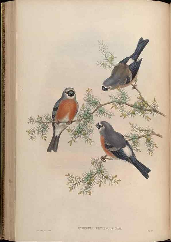 Reproducción/Reproduction 48630365411: Birds of Asia / by John Gould.. London :Printed by Taylor and Francis, pub. by the author,1850-1883.. 