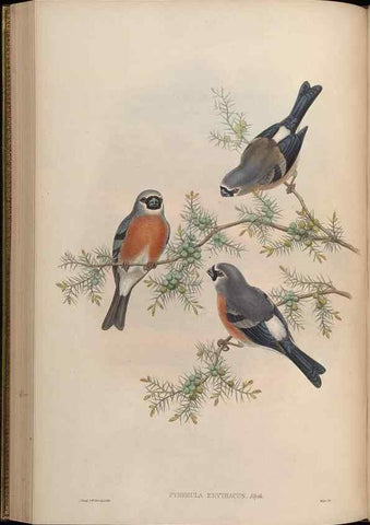 Reproducción/Reproduction 48630365411: Birds of Asia / by John Gould.. London :Printed by Taylor and Francis, pub. by the author,1850-1883.. 