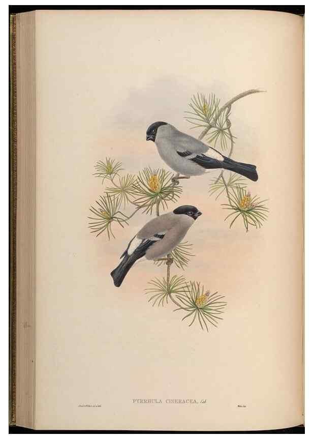 Reproducción/Reproduction 48630365671: Birds of Asia / by John Gould.. London :Printed by Taylor and Francis, pub. by the author,1850-1883.. 